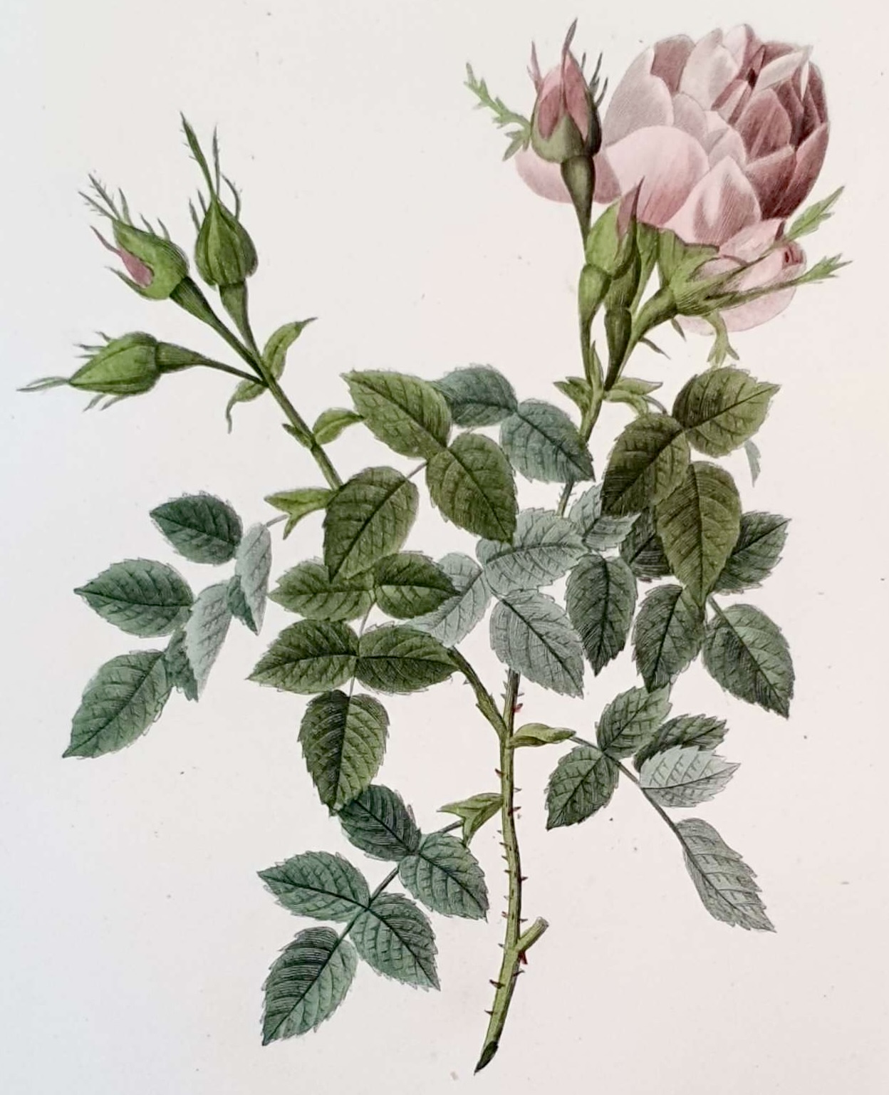 REDOUTE Pierre Joseph