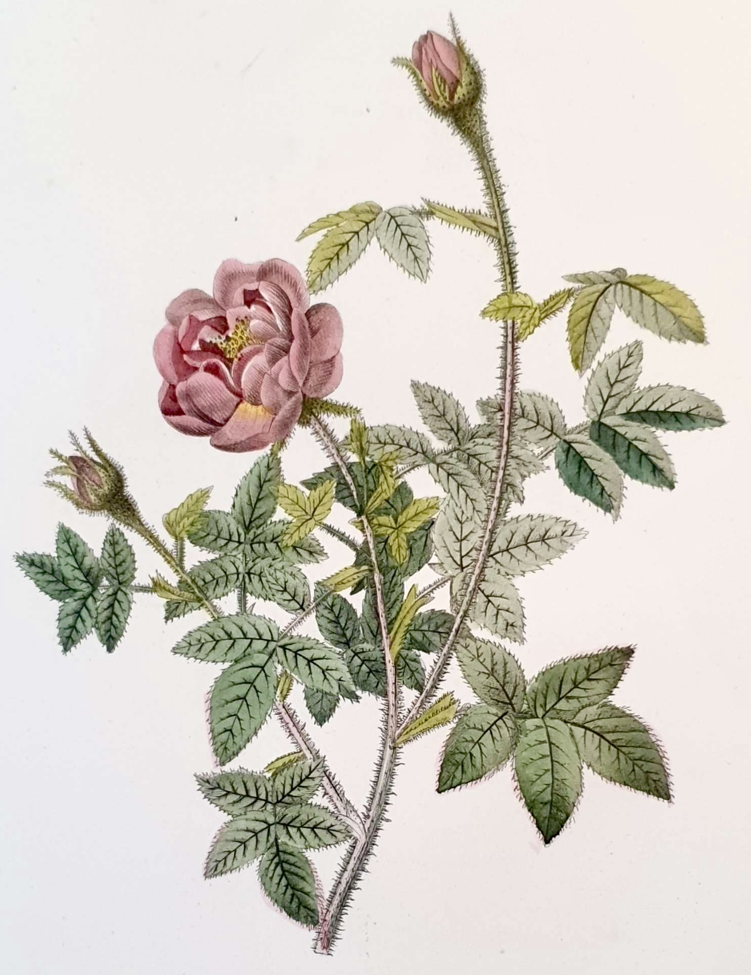 REDOUTE Pierre Joseph