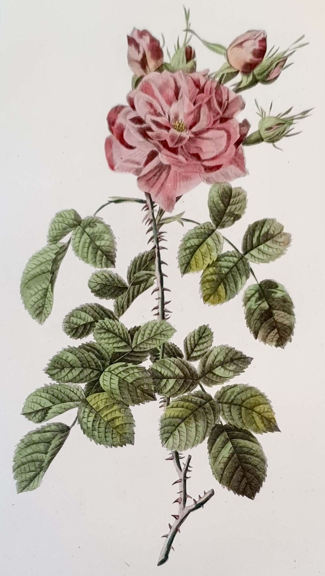 REDOUTE Pierre Joseph