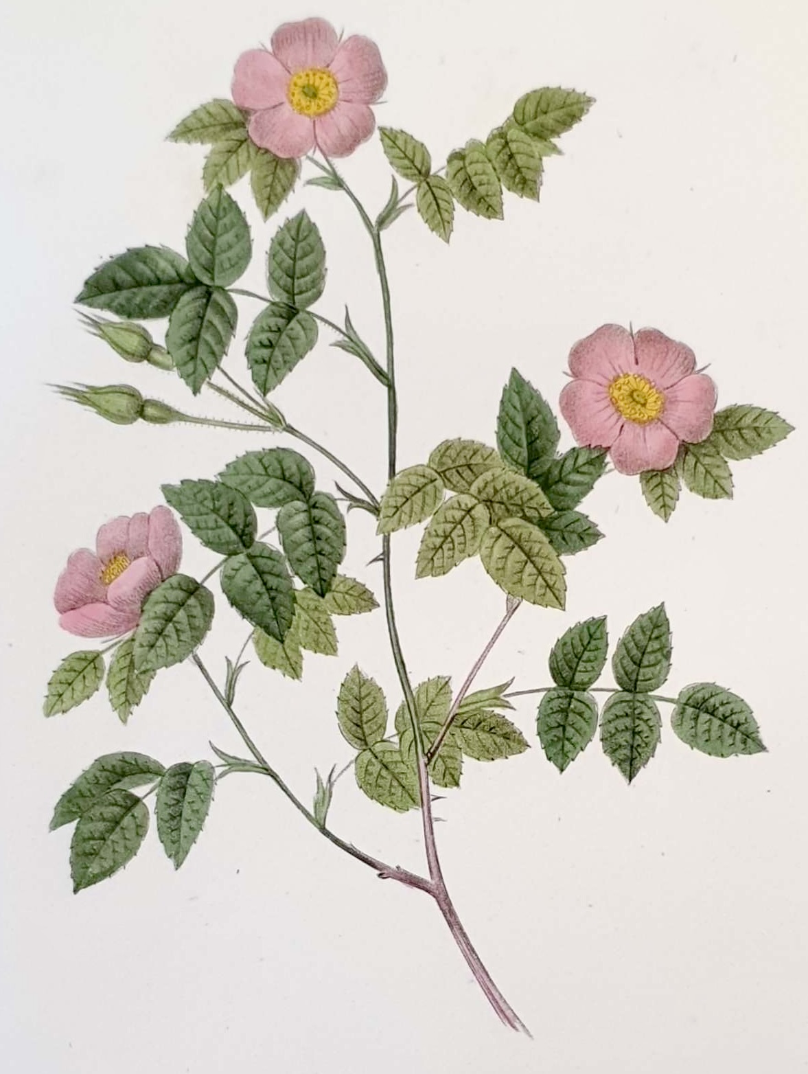 REDOUTE Pierre Joseph