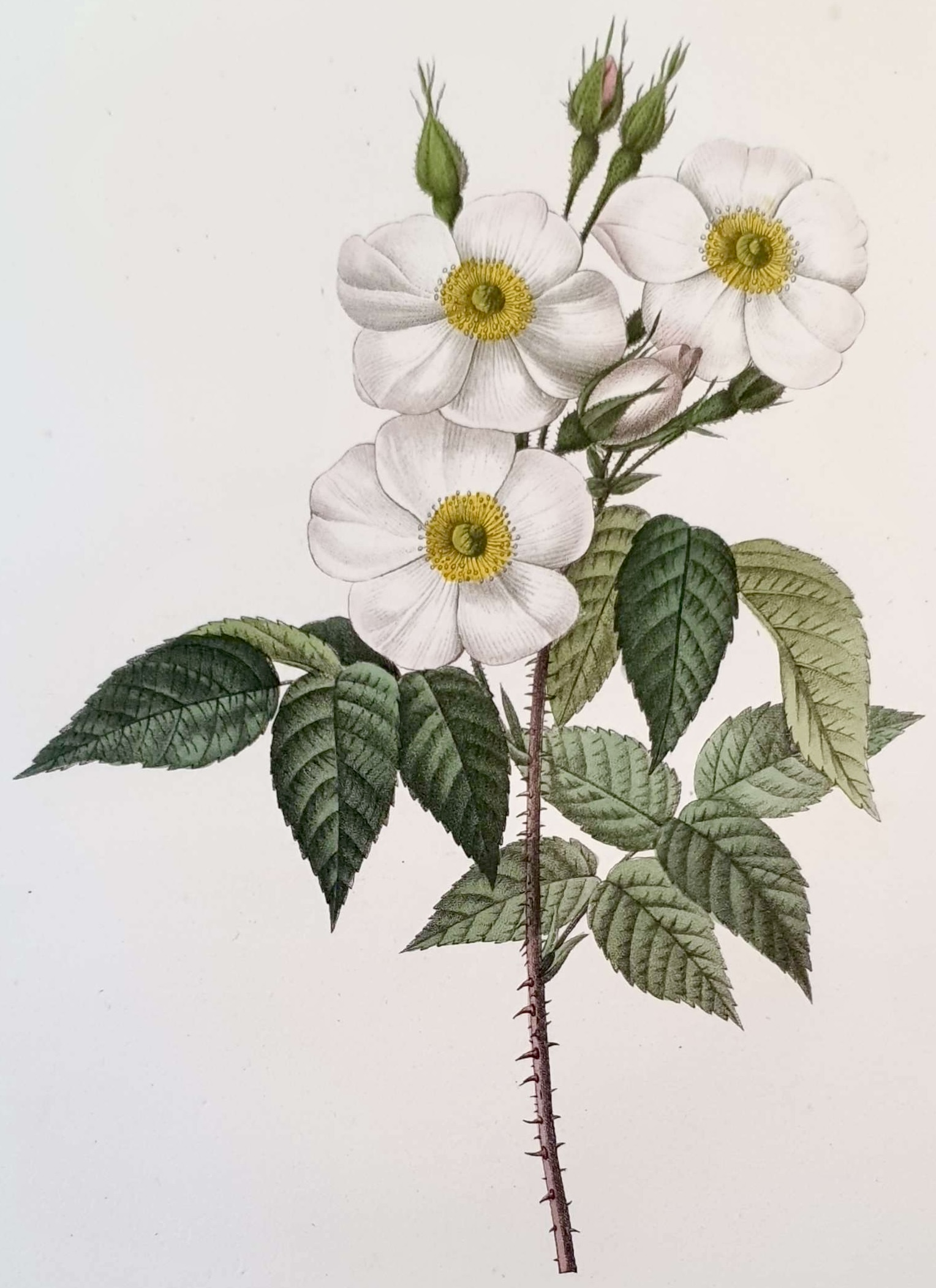 REDOUTE Pierre Joseph