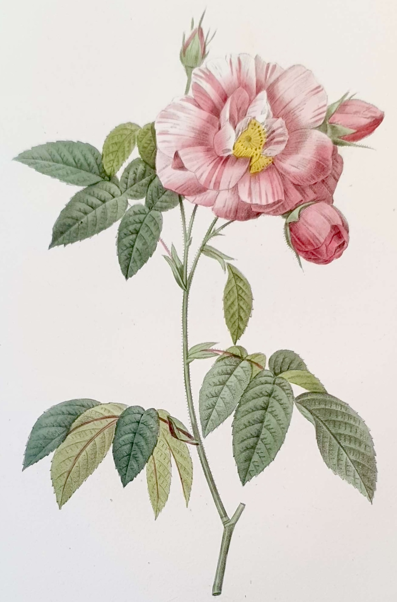 REDOUTE Pierre Joseph