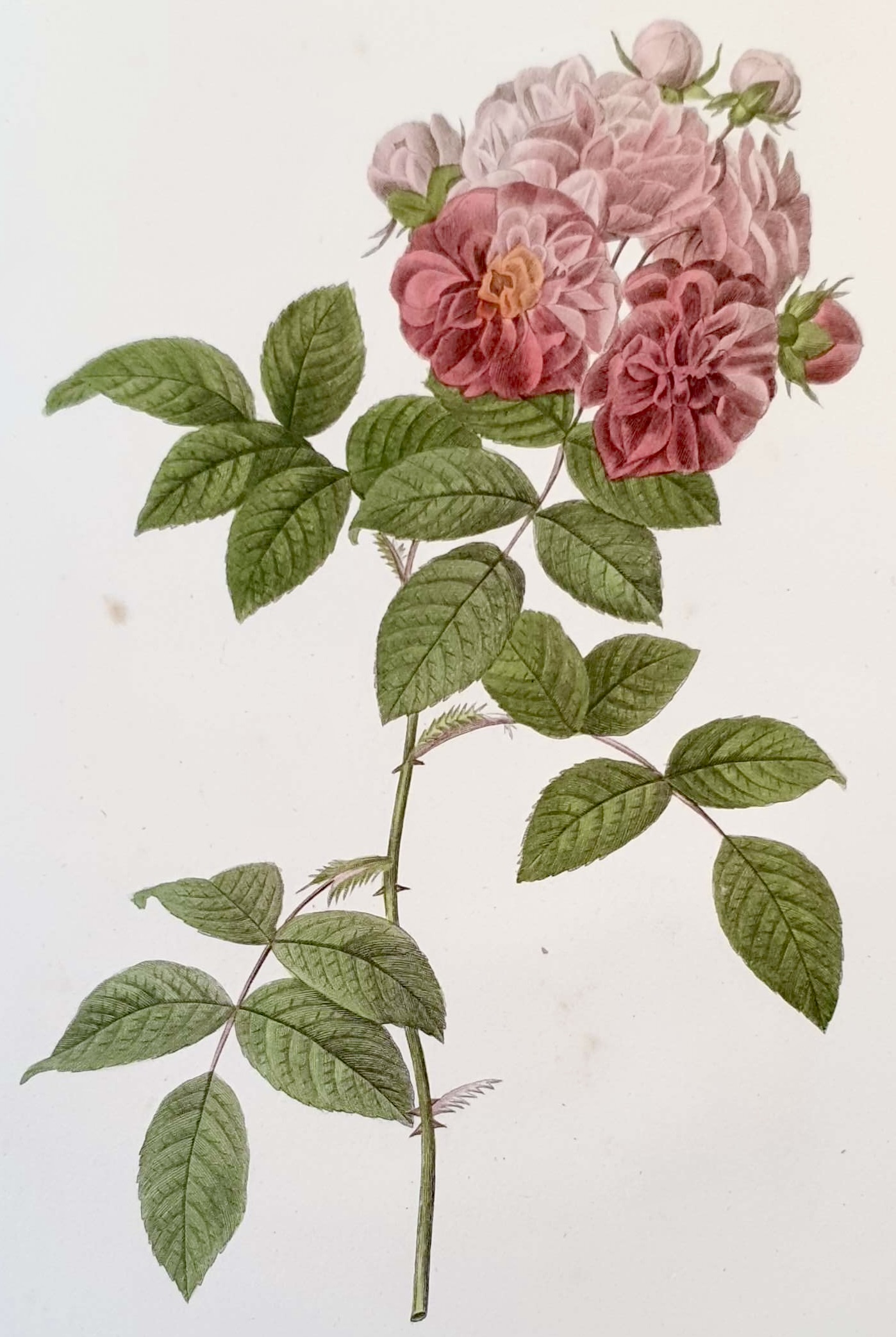 REDOUTE Pierre Joseph