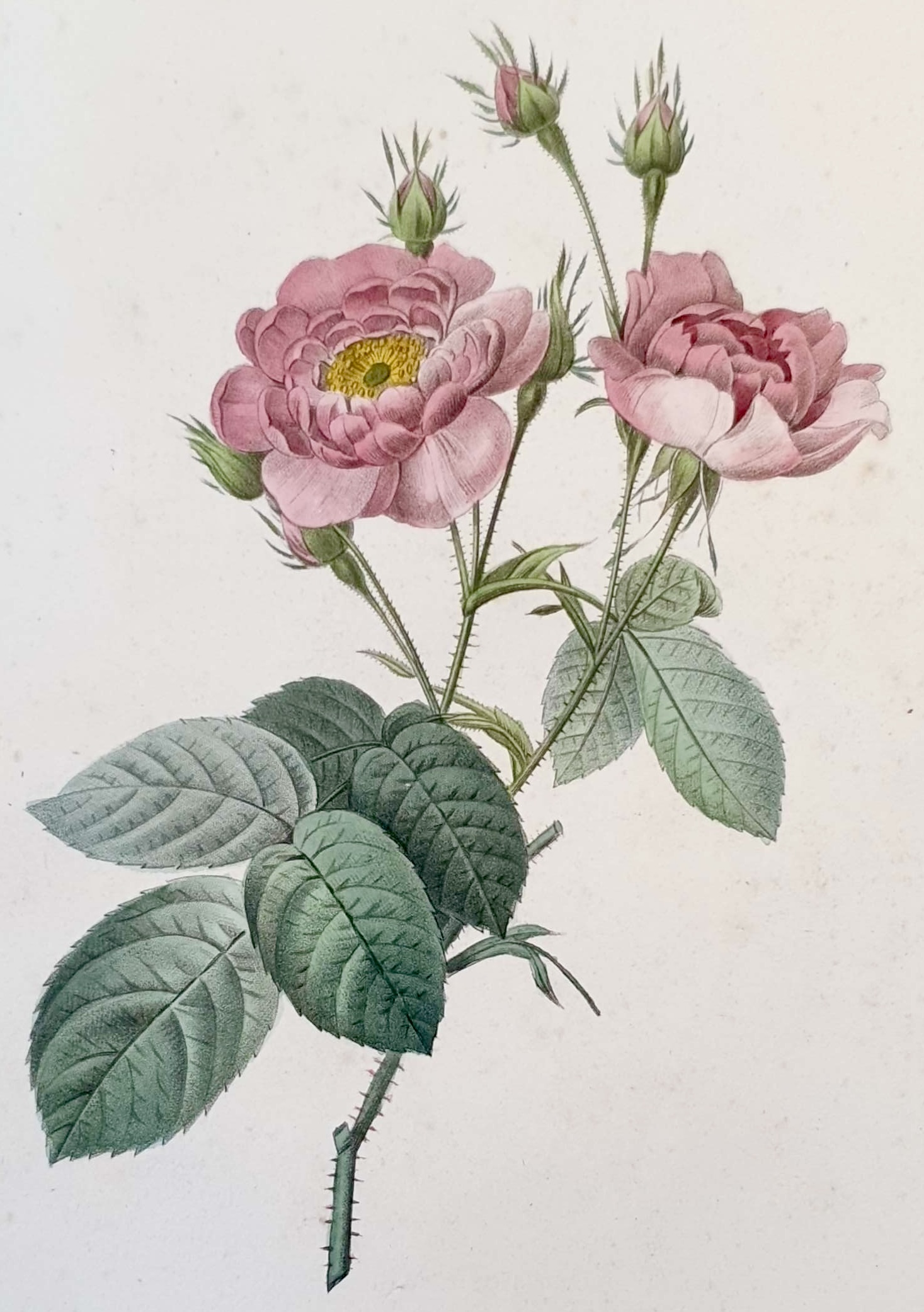 REDOUTE Pierre Joseph