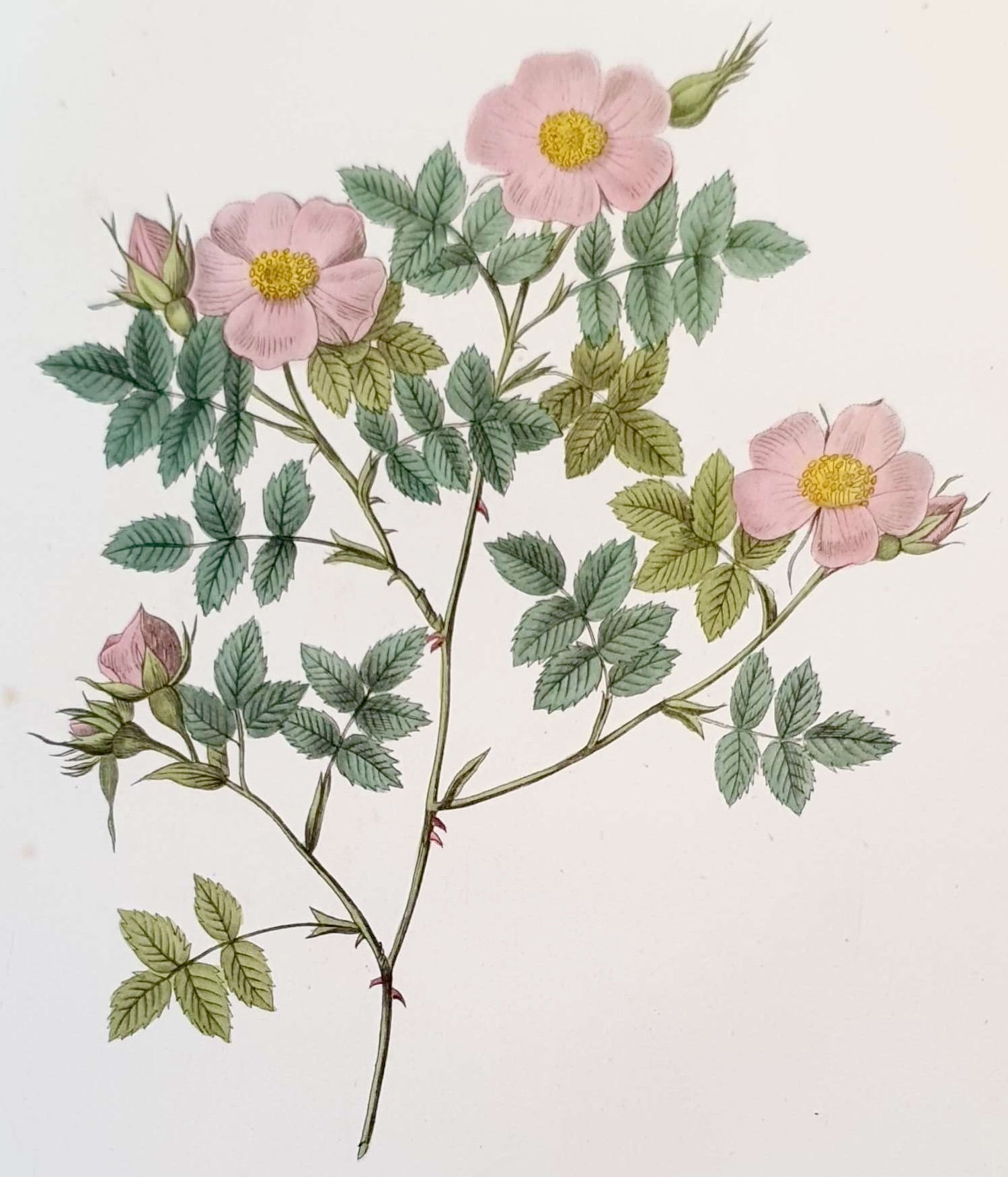 REDOUTE Pierre Joseph