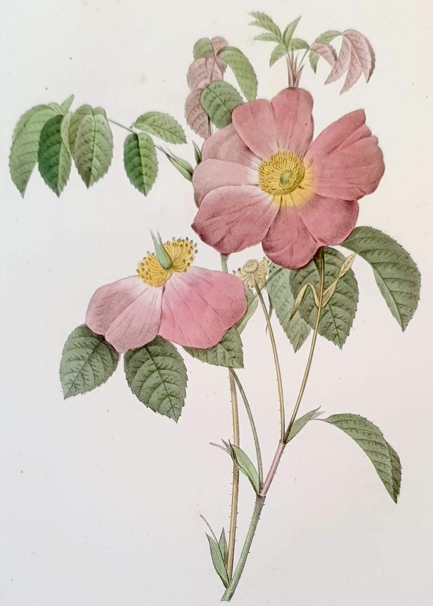 REDOUTE Pierre Joseph