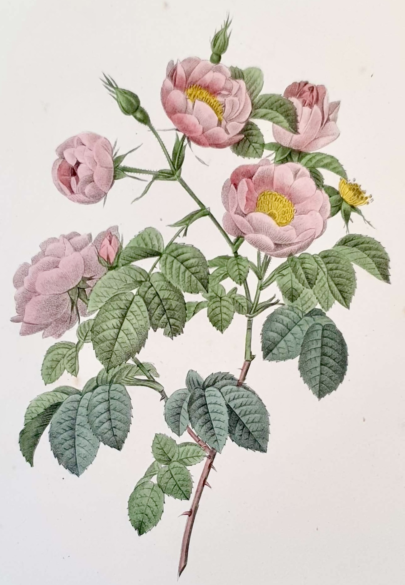 REDOUTE Pierre Joseph