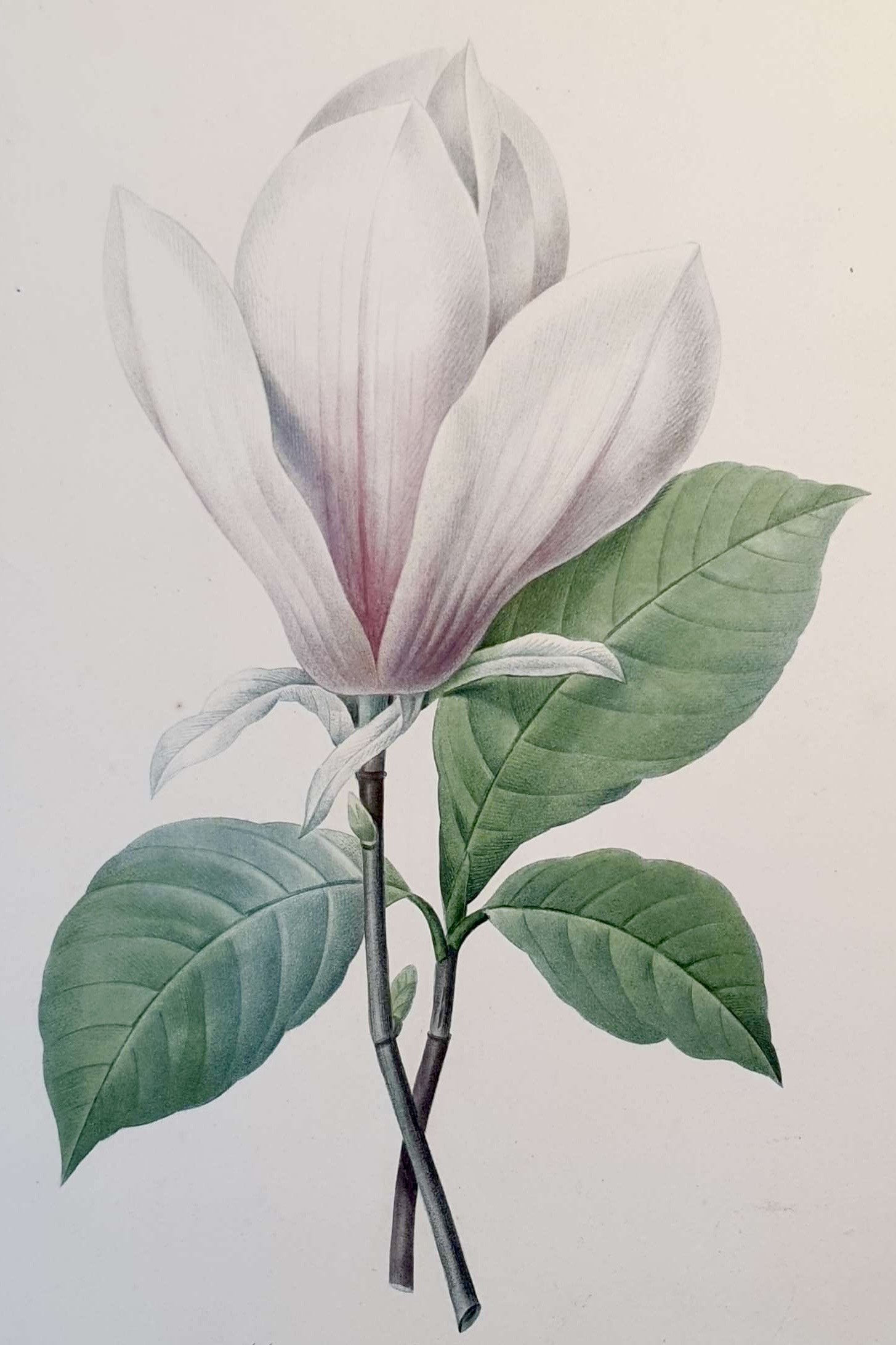 REDOUTE Pierre Joseph