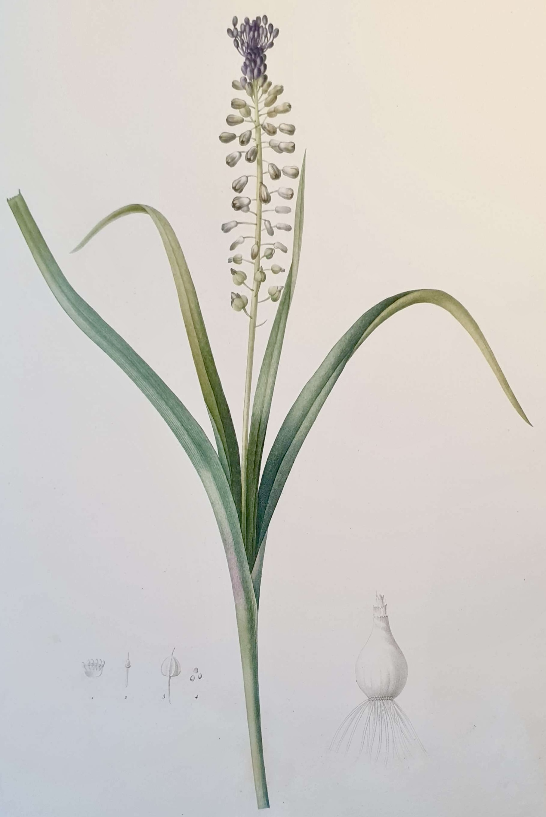 REDOUTE Pierre Joseph