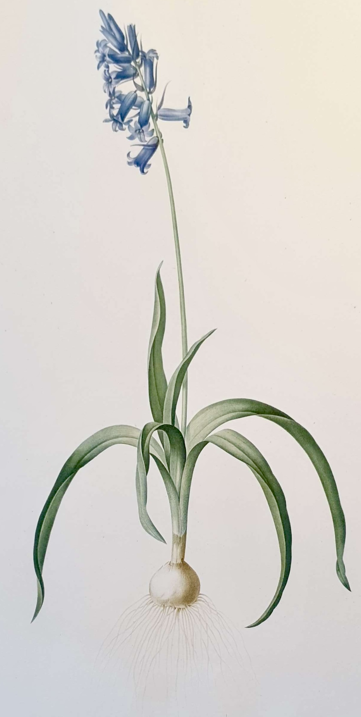 REDOUTE Pierre Joseph