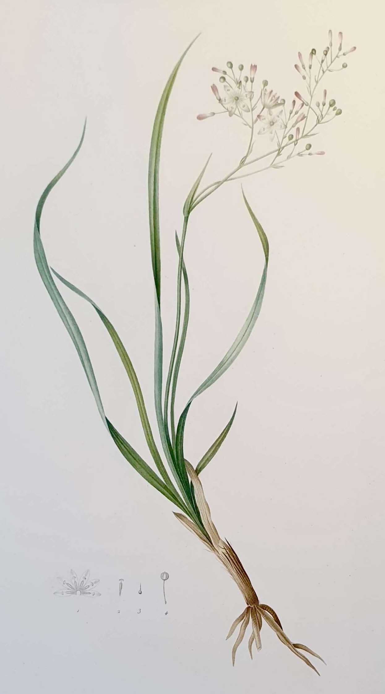 REDOUTE Pierre Joseph