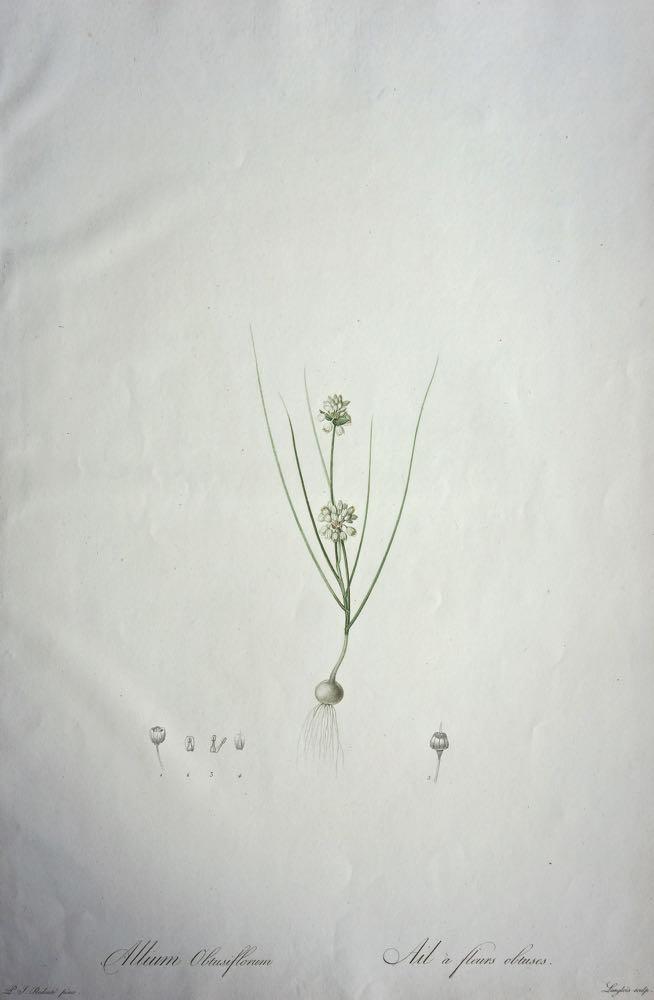 REDOUTE Pierre Joseph