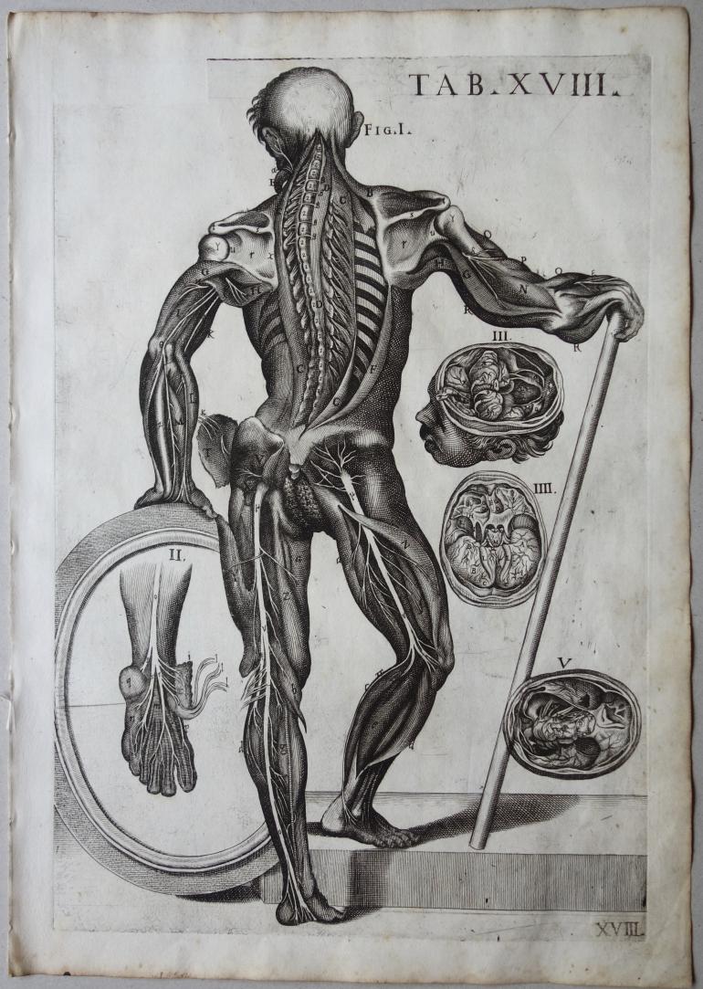 CORTONE Pierre de (d\'apr�s)