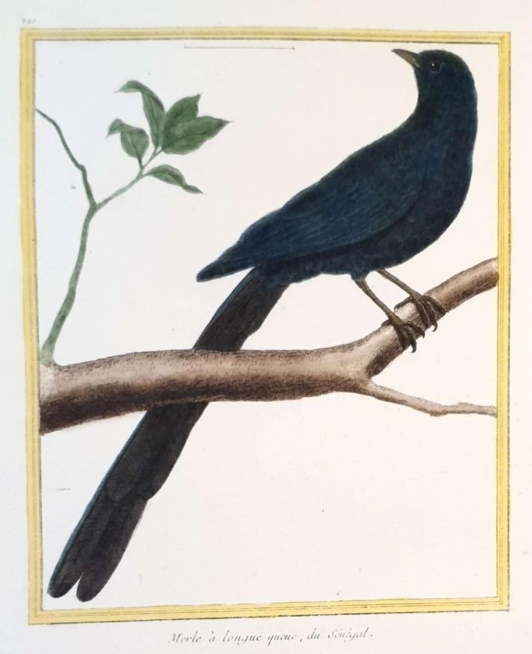 MARTINET, Fran�ois Nicolas