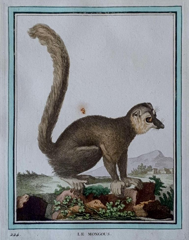 MARTINET, Fran�ois Nicolas