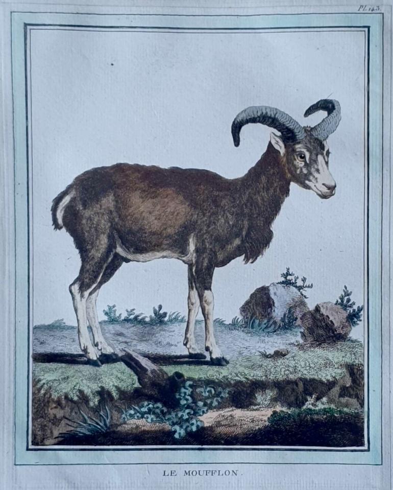 MARTINET, Fran�ois Nicolas