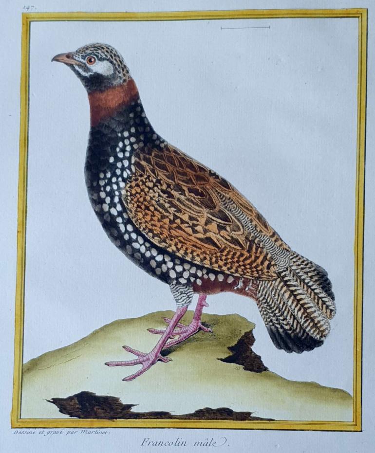 MARTINET, Fran�ois Nicolas