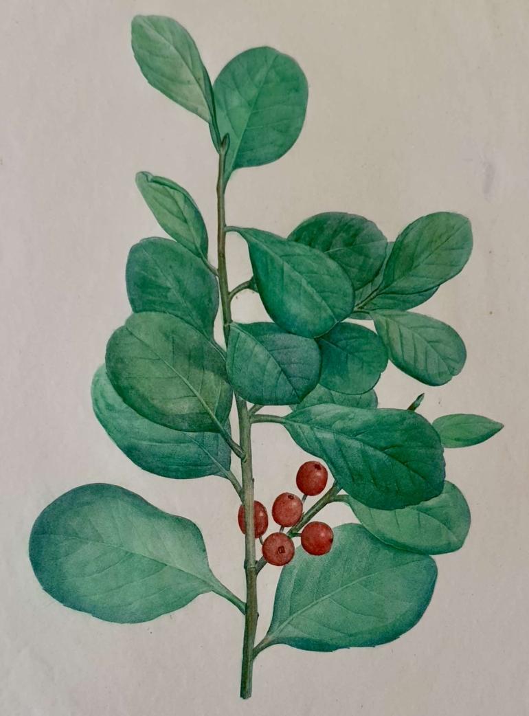 REDOUTE Pierre Joseph