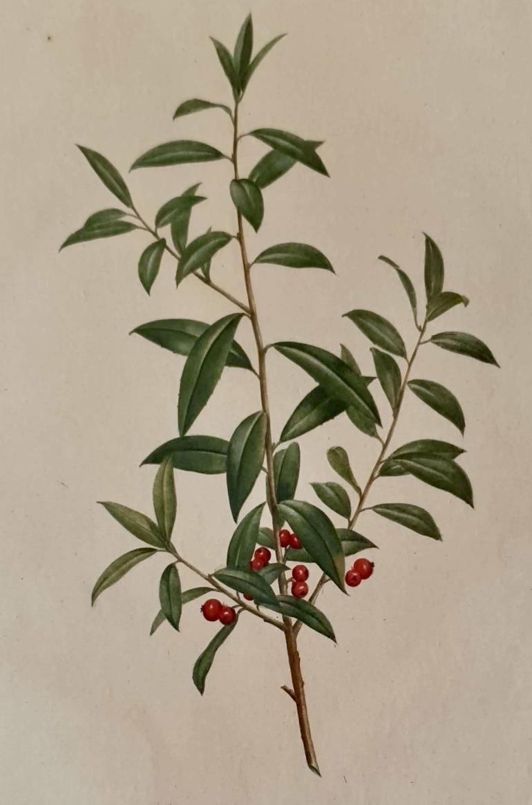 REDOUTE Pierre Joseph