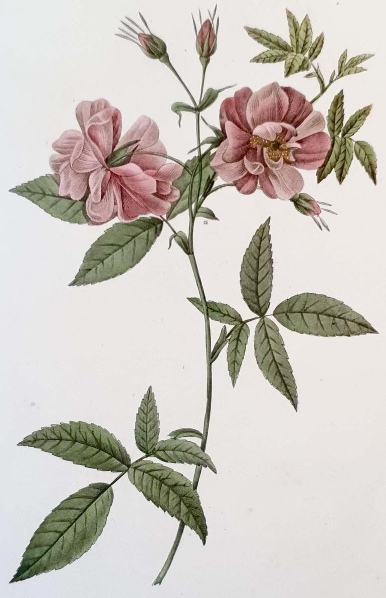 REDOUTE Pierre Joseph