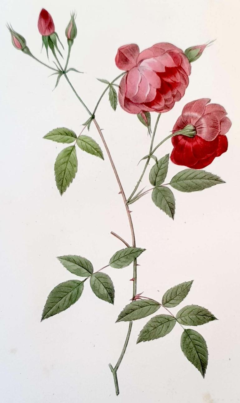 REDOUTE Pierre Joseph