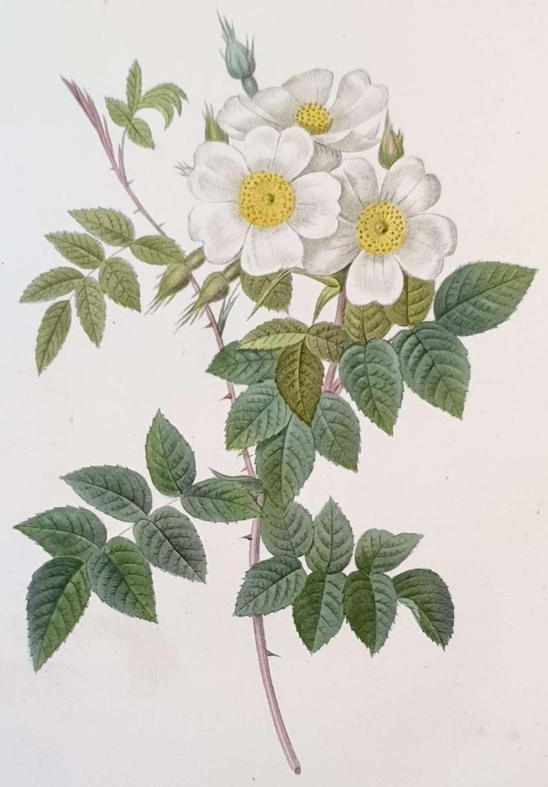 REDOUTE Pierre Joseph