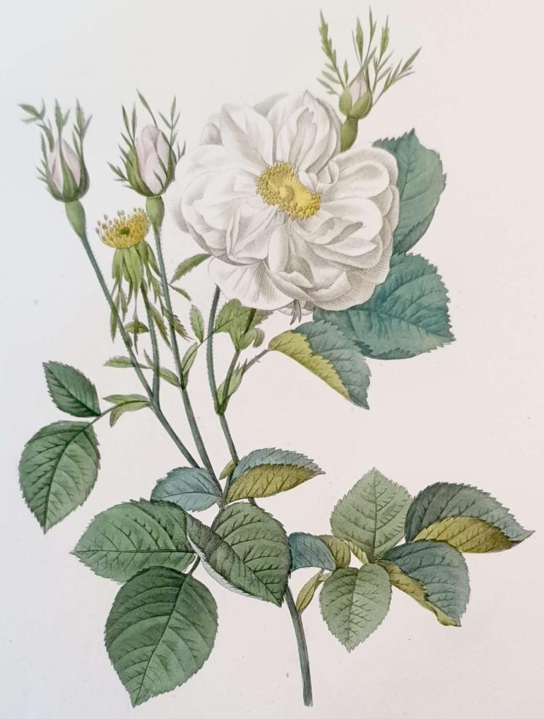 REDOUTE Pierre Joseph