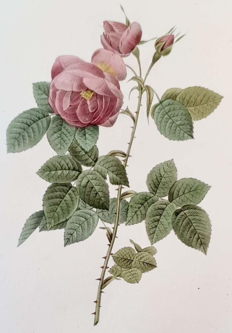 REDOUTE Pierre Joseph