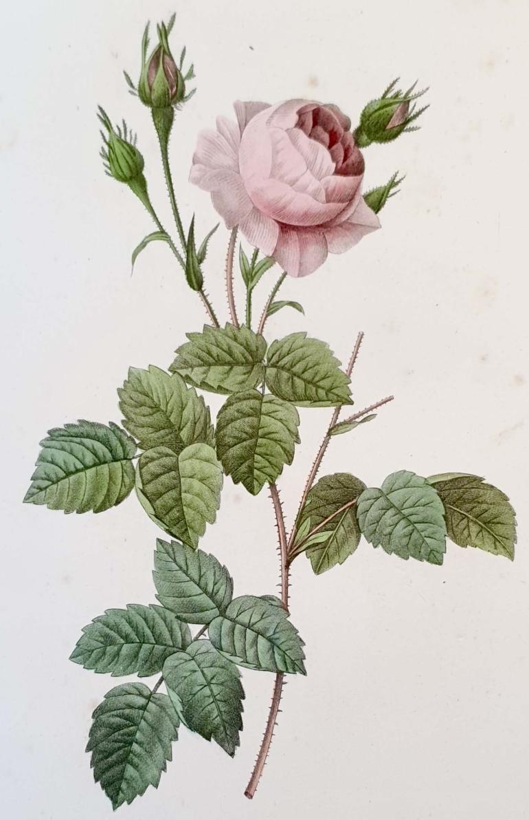 REDOUTE Pierre Joseph