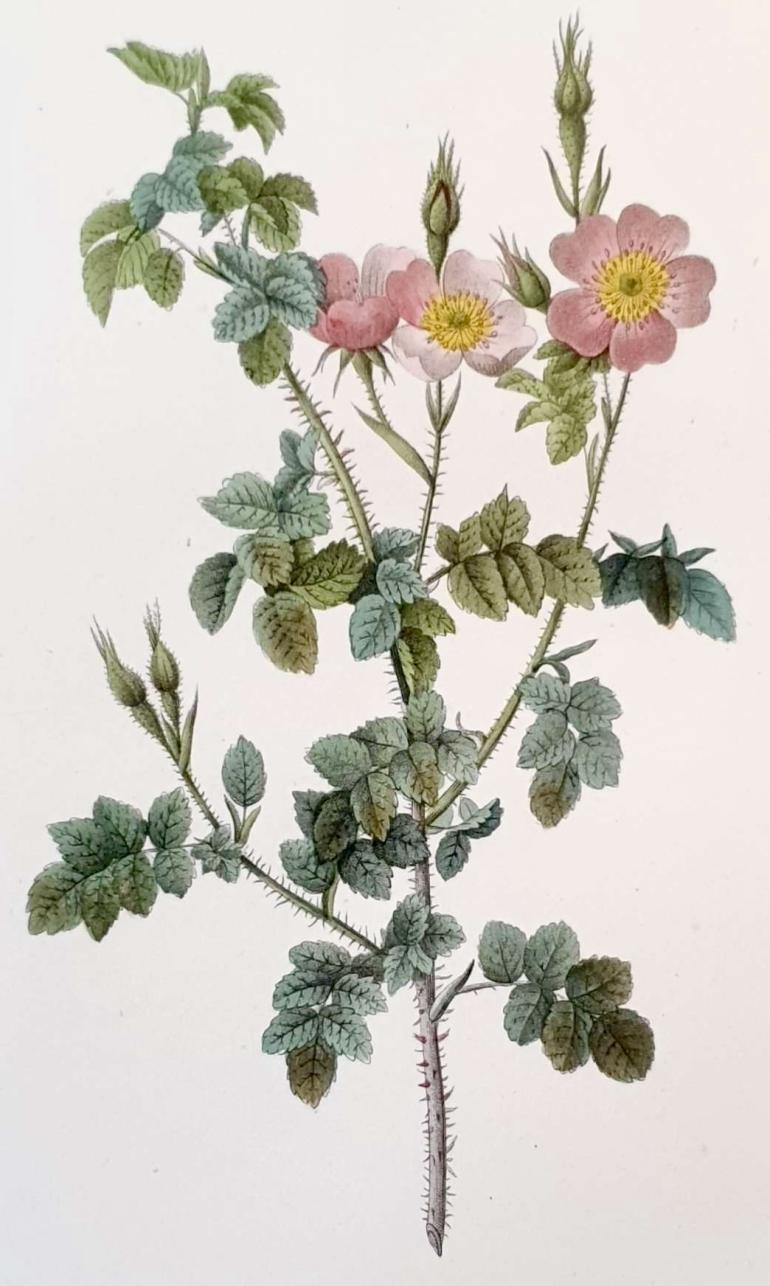 REDOUTE Pierre Joseph