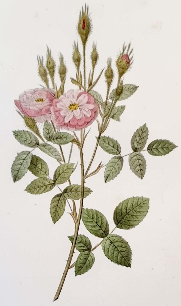 REDOUTE Pierre Joseph