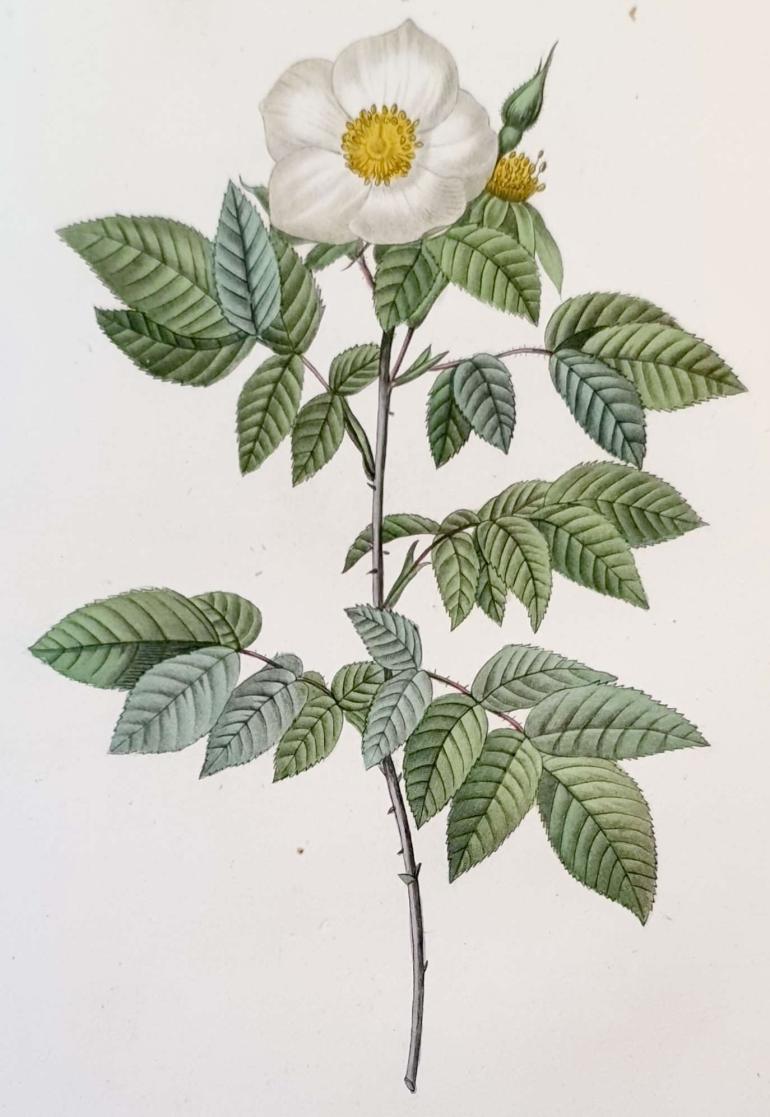 REDOUTE Pierre Joseph