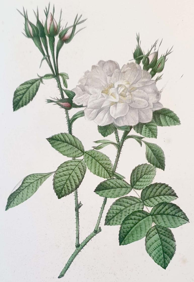 REDOUTE Pierre Joseph