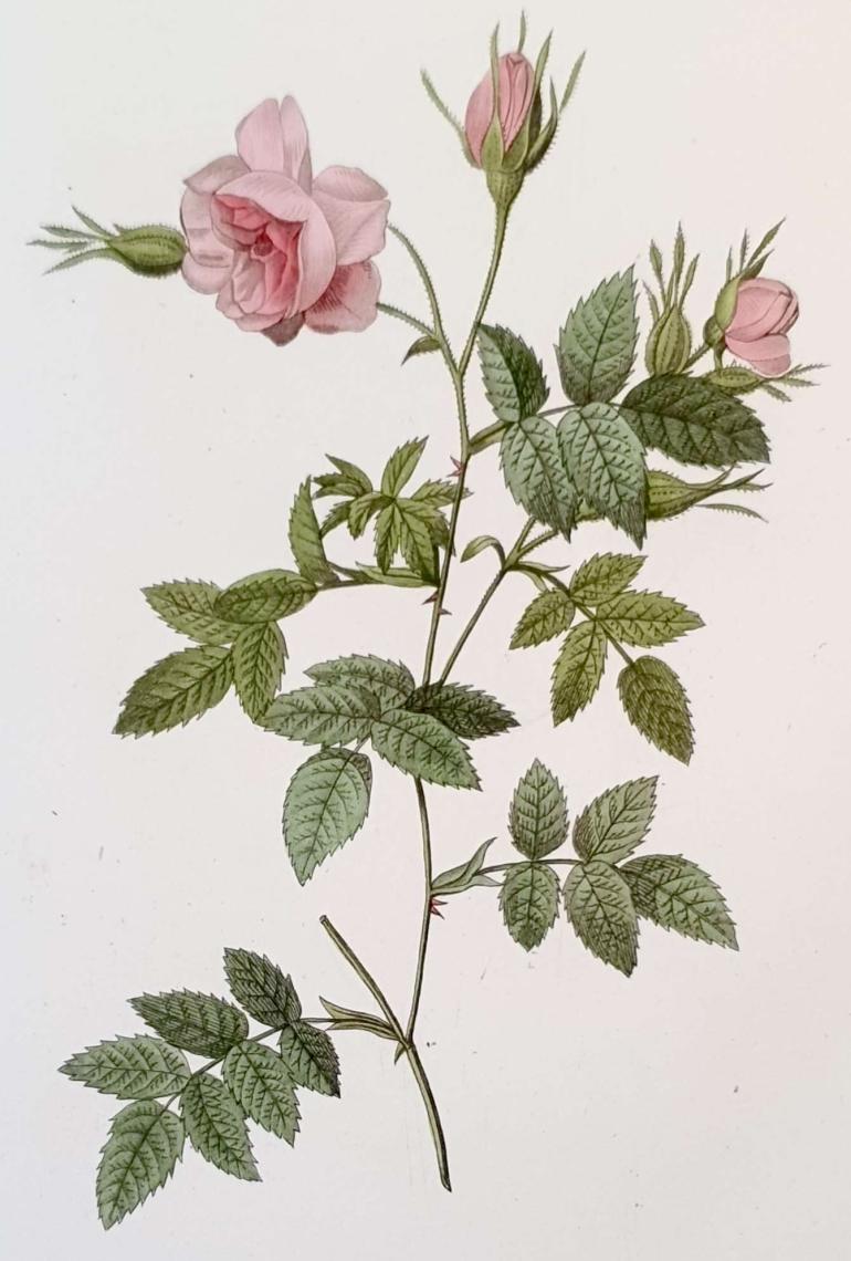 REDOUTE Pierre Joseph