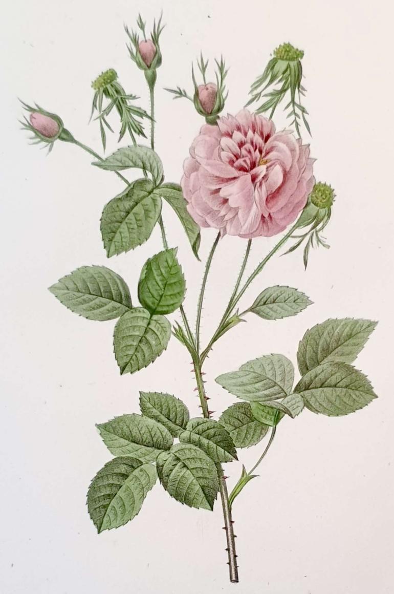 REDOUTE Pierre Joseph