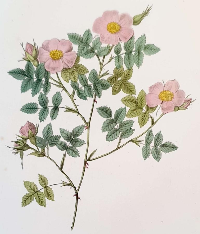 REDOUTE Pierre Joseph