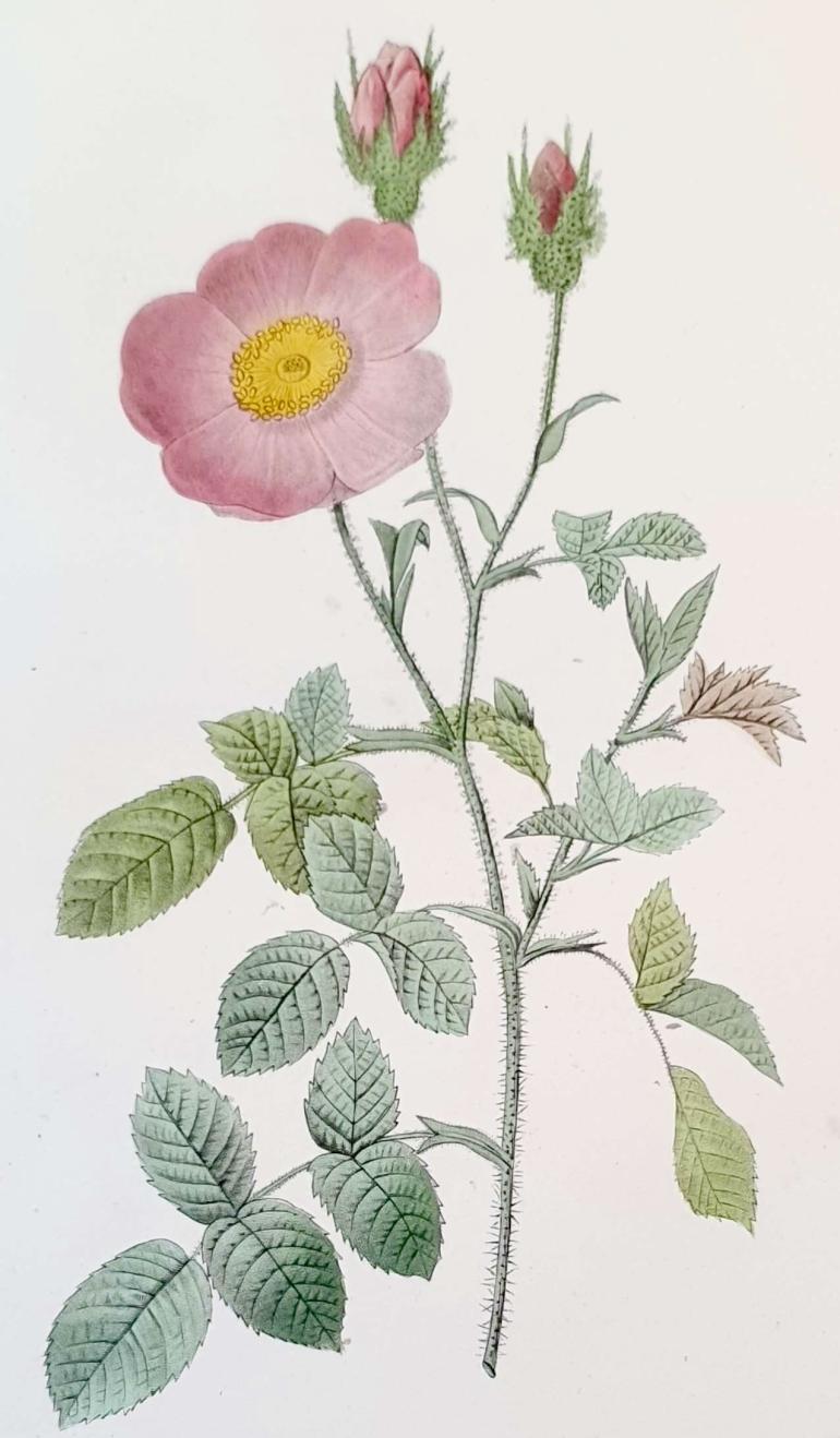 REDOUTE Pierre Joseph