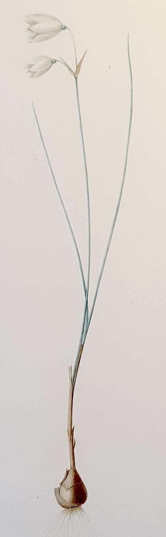 REDOUTE Pierre Joseph