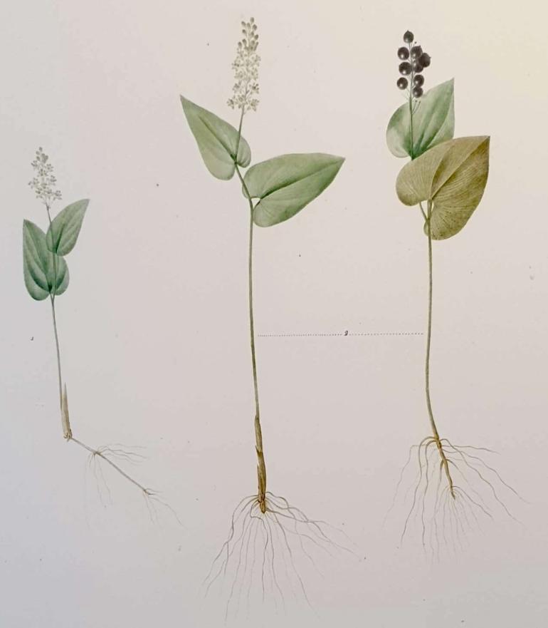 REDOUTE Pierre Joseph