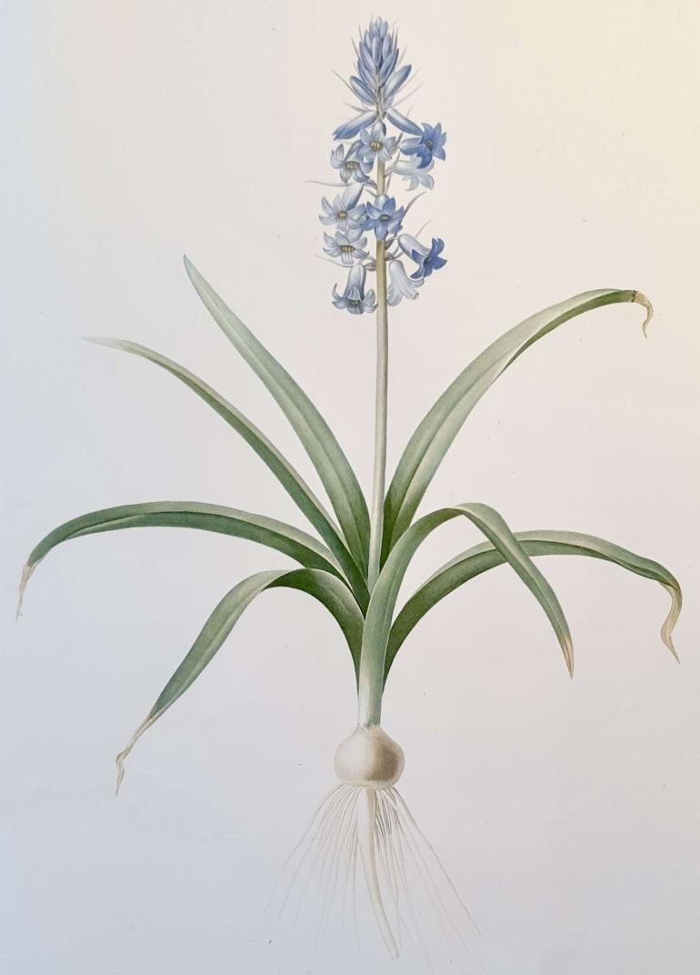 REDOUTE Pierre Joseph