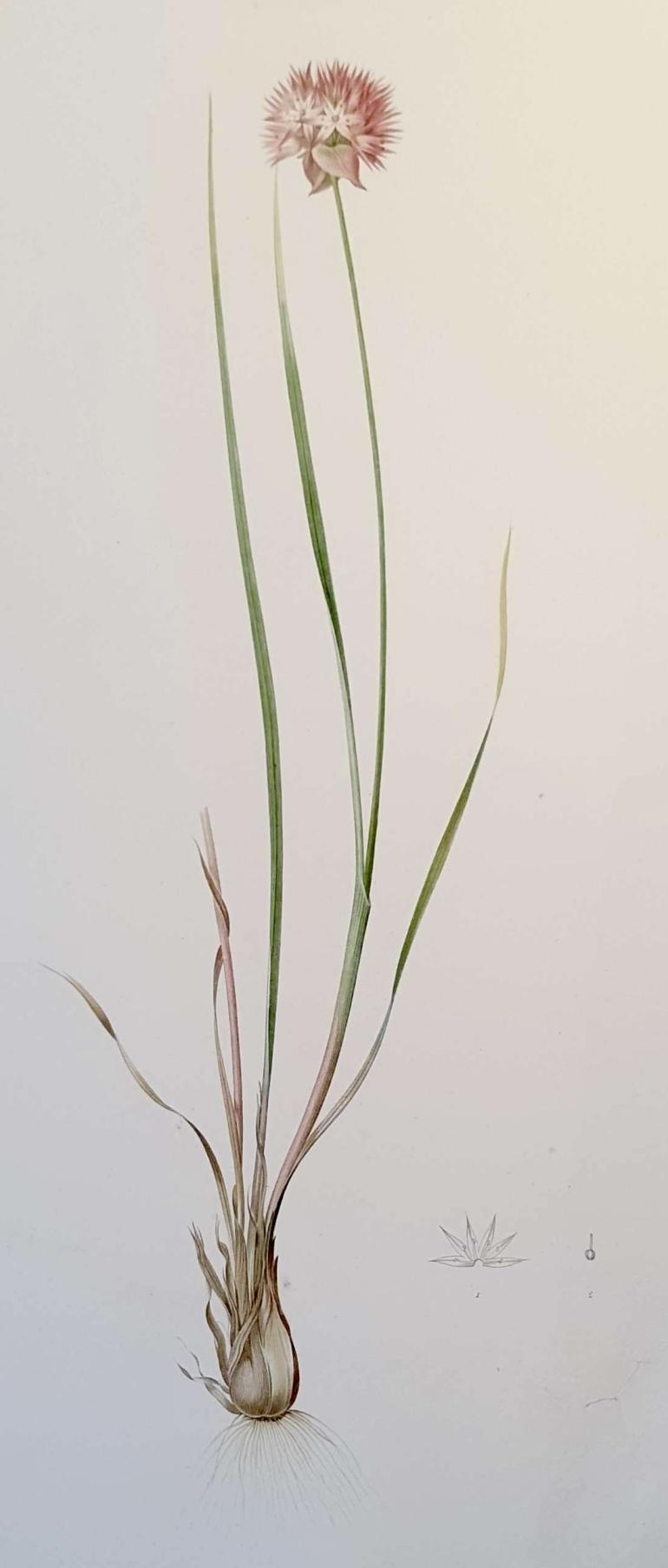 REDOUTE Pierre Joseph