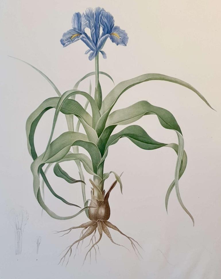 REDOUTE Pierre Joseph