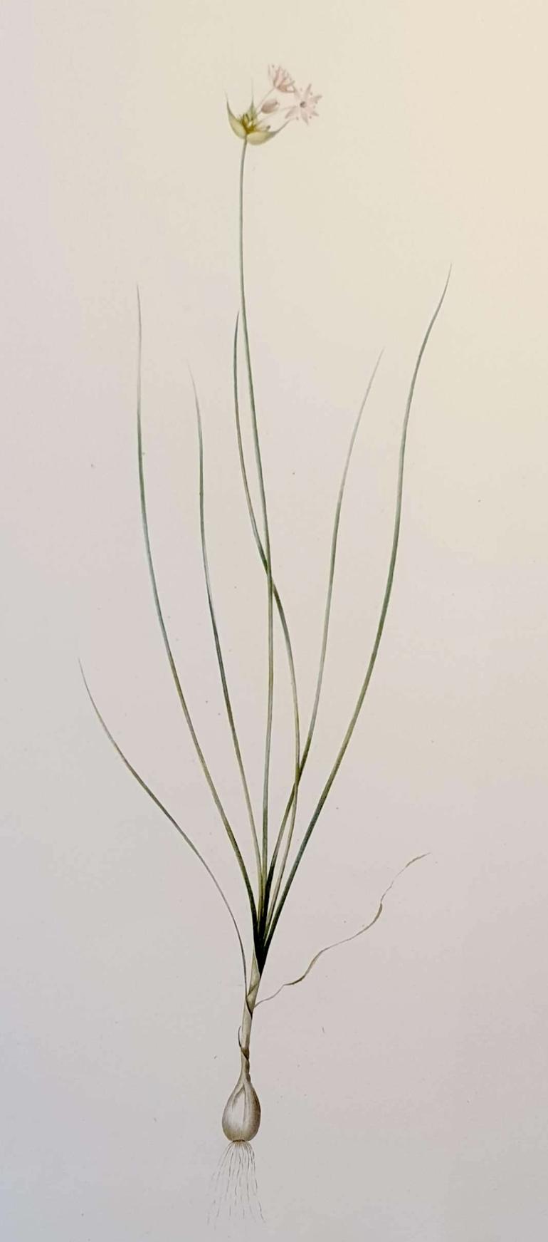 REDOUTE Pierre Joseph