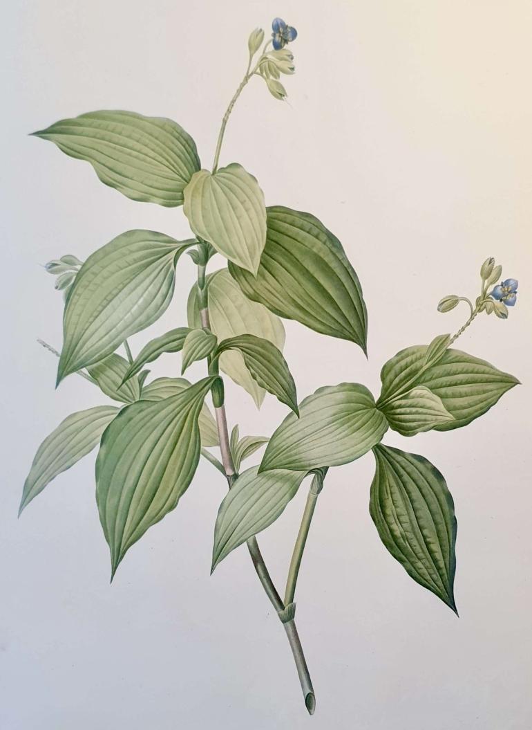 REDOUTE Pierre Joseph