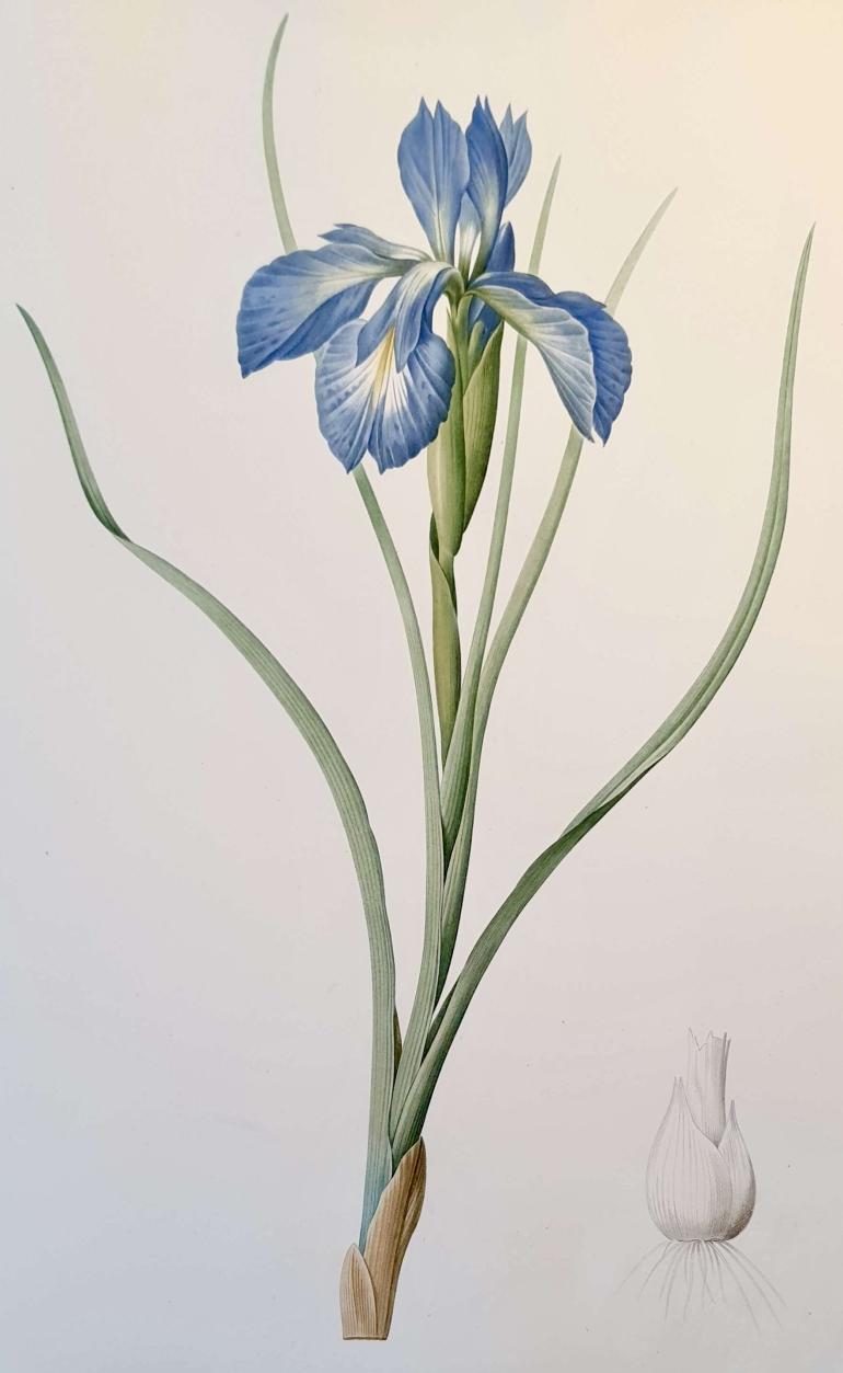 REDOUTE Pierre Joseph