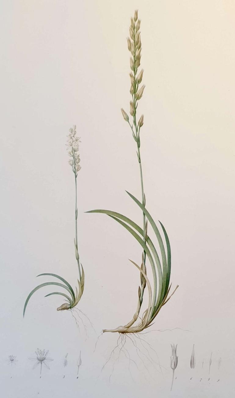 REDOUTE Pierre Joseph