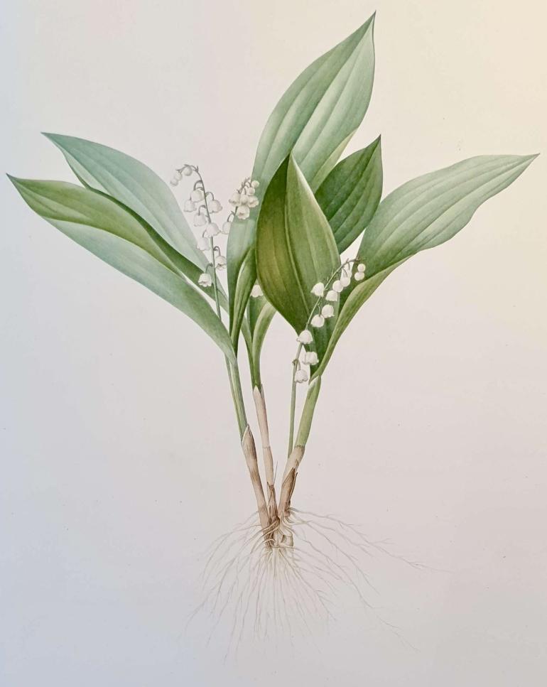 REDOUTE Pierre Joseph