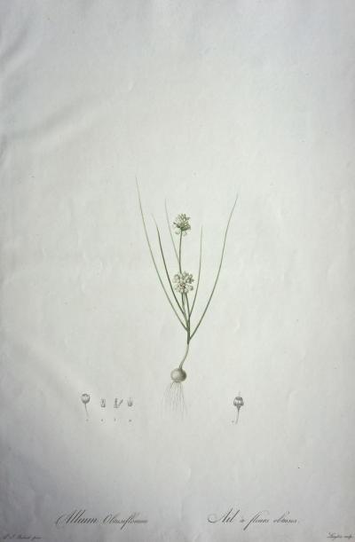 REDOUTE Pierre Joseph