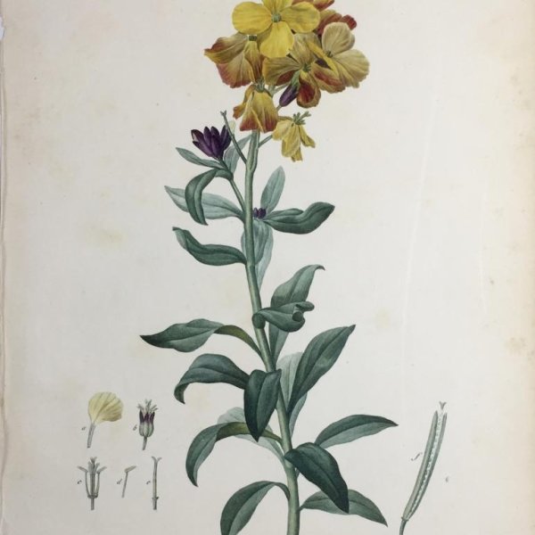 REDOUTE Pierre Joseph