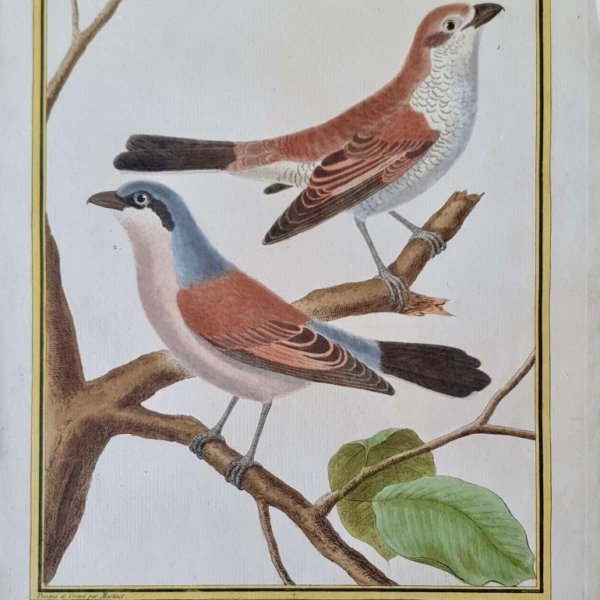 MARTINET, François Nicolas